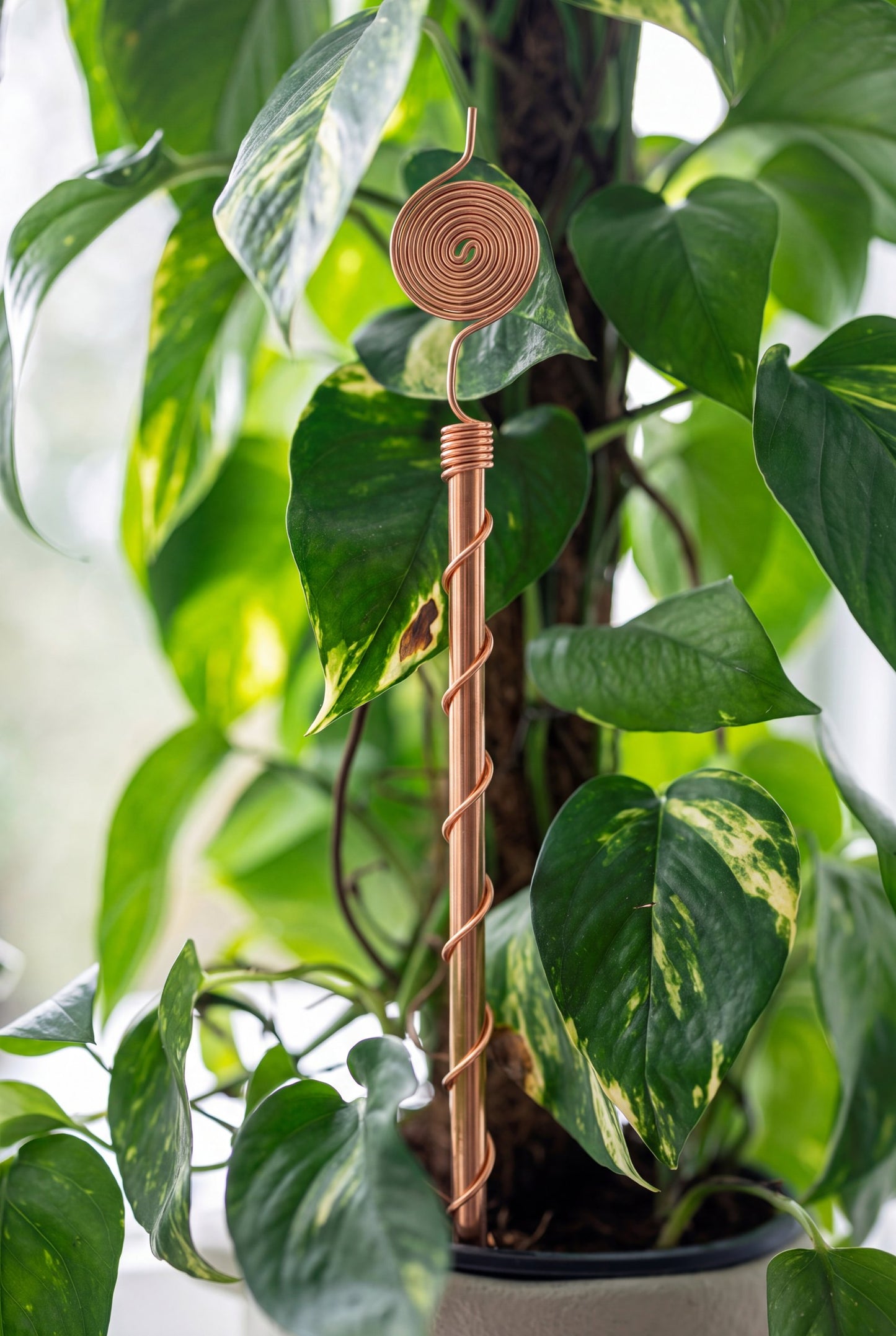 Kopero Elektrokultur 30 cm kobberantenne ved en stueplante
