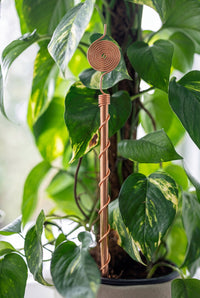 Kopero Elektrokultur 30 cm kobberantenne ved en stueplante