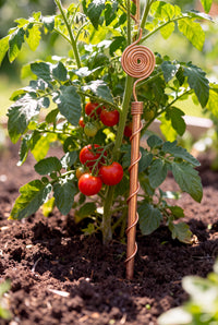 Kopero Elektrokultur 30 cm kobberantenne ved en tomatplante i køkkenhaven