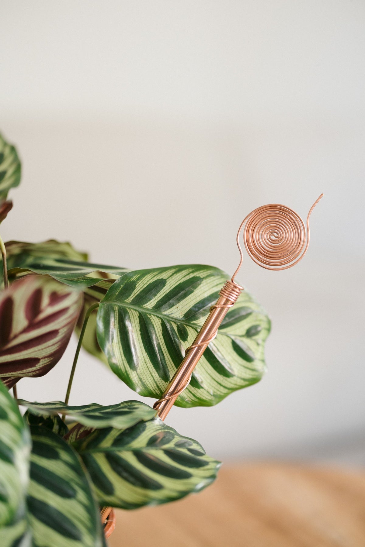 Kopero Elektrokultur 30 cm, ved en maranta som stueplante