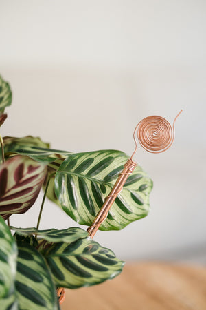 Kopero Elektrokultur 30 cm, ved en maranta som stueplante