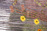 Kopero Elektrokultur-antenner på 60 cm langs et flettet plankeærk med blomstrende klatreplante